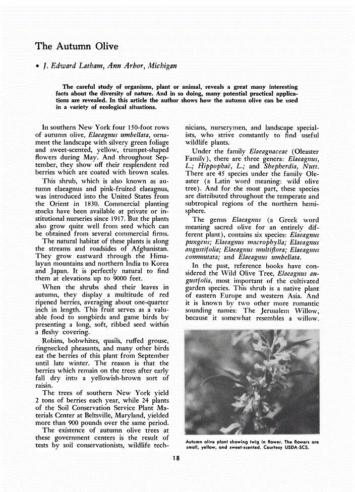 First page of The Autumn Olive