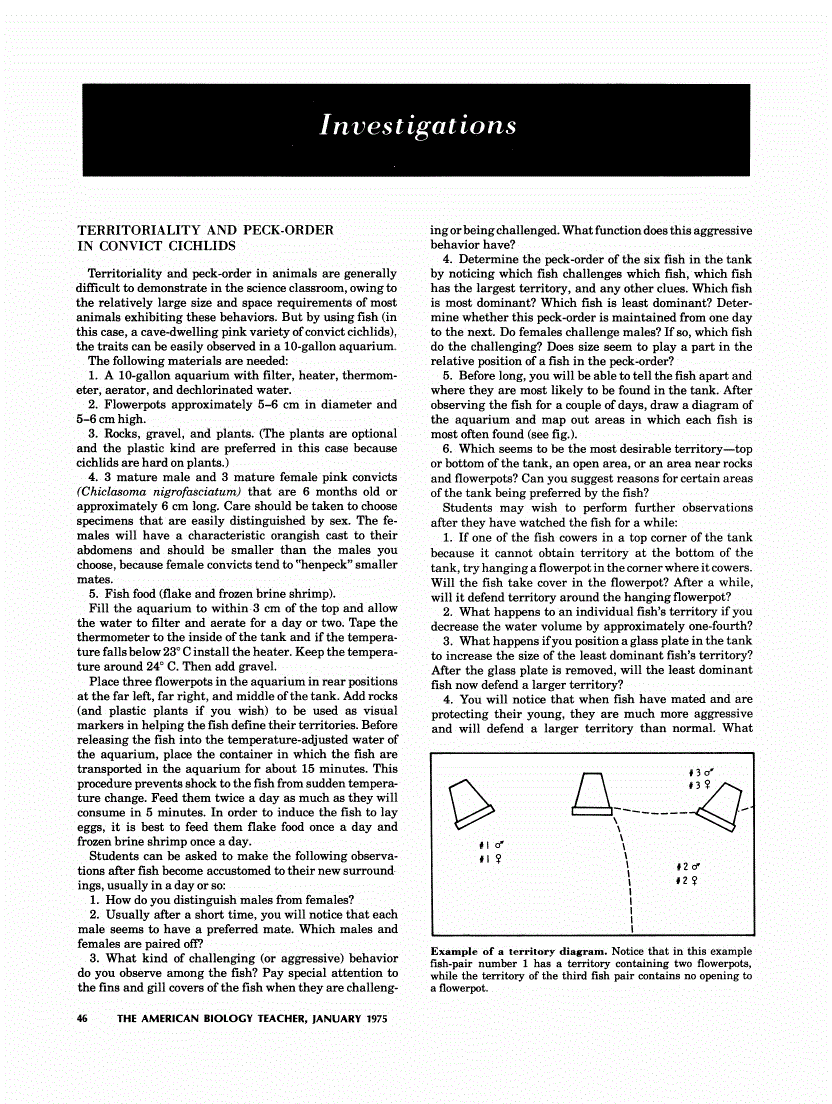 First page of Territoriality and Peck-Order in Convict Cichlids