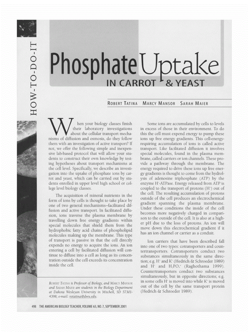 First page of Phosphate Uptake in Carrot &amp; Yeast