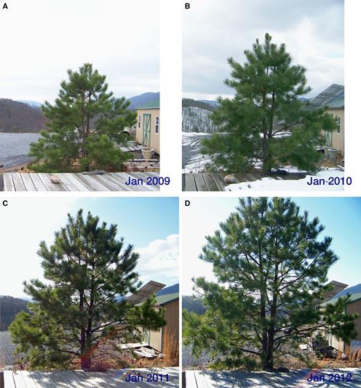 Figure 2. Three years’ growth of a young pitch pine. (A) January 2009. (B) January 2010. (C) January 2011. (D) January 2012. A time-lapse movie of this growth is included in the online material. These photos were taken with the aid of “Picture Post” (picturepost.unh.edu).