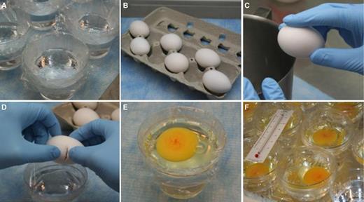 Figure 1. Step-by-step ex ovo culture technique. (A) Prepare hammocks in plastic cups. (B) Lay eggs on blunt side to prep for cracking. (C) Use sharp edge to create narrow crack on center of egg. (D) Carefully open eggshell directly above hammock and cup. (E) Rotate embryo to top side of egg yolk. (F) Place in incubator at 37°C (99°F).