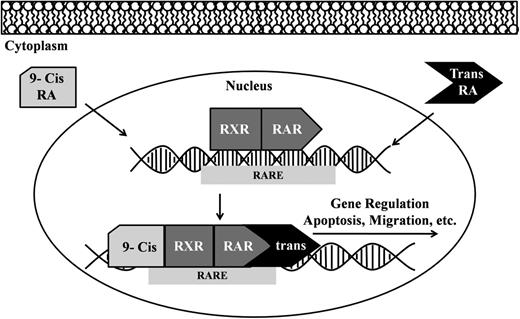 Figure 7. Metabolic and molecular pathway of retinoic acid (RA) describing the mechanism through which RA regulates gene regulation (for advanced classrooms).
