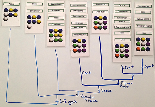 what is the importance of phylogenetic trees they can illustrate