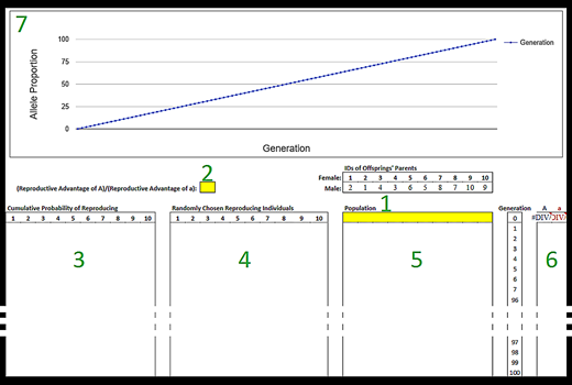 Figure 1. Layout of the simulation as it appears in the accompanying Google Sheets template (N = 10). Sections are labeled in the order they are to be completed by students: (1) starting population; (2) (reproductive advantage of A)/(reproductive advantage of a); (3) cumulative probability of reproducing; (4) randomly chosen reproducing individuals; (5) population; (6) allelic proportions; (7) graph of allelic proportions. Generations 6 through 96 are not shown to save space. Highlighted cells indicate where students can manipulate the simulation.