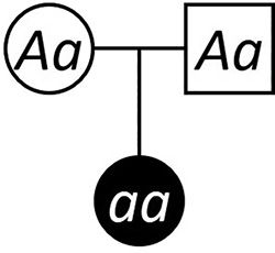 write an essay on pedigree analysis A skipped generation is consistent with autosomal recessive inheritance.