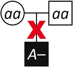 write an essay on pedigree analysis A skipped generation is inconsistent with autosomal dominant inheritance.