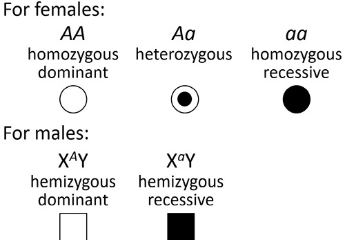 write an essay on pedigree analysis Pedigree symbols used for X-linked recessive inheritance.