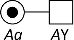 write an essay on pedigree analysis Mating between a “carrier female” and an unaffected male.