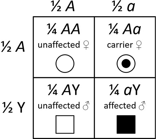 write an essay on pedigree analysis Expected outcomes of the mating in Figure 7.