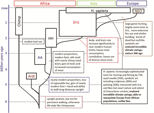 Hominin tree annotated with information highlighted in this lesson. Herein, “Ardi” stands for Ardipithecus ramidus, “AA” stands for Australopithecus afarensis, “HH” stands for Homo habilis, “Eric” stands for Homo erectus, “Neo” stands for Homo neanderthalensis, “Chimp” stands for Pan troglodytes, and “H. sapiens” for Homo sapiens.
