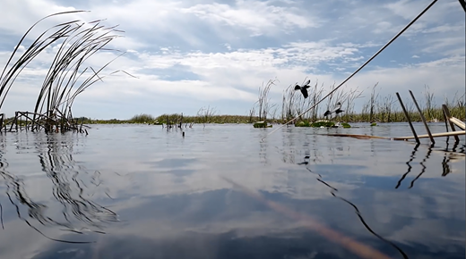 Film still of where water touches the sky in the Everglade’s river of grass in River of Grass (2018), a film in SwampScapes (2018), produced and directed by Elizabeth Miller, Kim Grinfeder, and Juan Carlos Zaldivar.