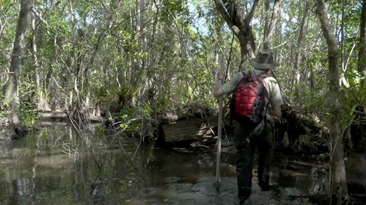 Nonindigenous biologist Mike Owen developed his relationship with plants in Fakahatchee Strand over more than a decade in Fakahatchee (2018), a film in SwampScapes (2018), produced and directed by Elizabeth Miller, Kim Grinfeder, and Juan Carlos Zaldivar.