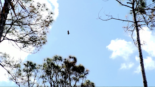 An adult raptor circles and surveils the damage of human-made fires in Dr. Disturbance (2018), a film in SwampScapes (2018), produced and directed by Elizabeth Miller, Kim Grinfeder, and Juan Carlos Zaldivar.