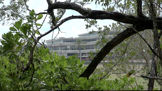Breathtaking view from a nonindigenous human perspective camouflages the precarity of proximity for Indigenous animals, birds, reptiles, insects, plants, and trees in City Swamp (2018), a film in SwampScapes (2018), produced and directed by Elizabeth Miller, Kim Grinfeder, and Juan Carlos Zaldivar.