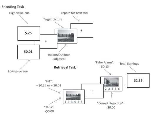 Figure 1. Schematic of the encoding and retrieval task.