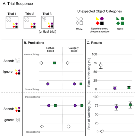 Figure 1. Trial sequence, predictions, and results for Experiment 1. A. A schematic of the objects in each trial. All four colors appeared on each trial alongside the white objects. Subjects attended either to white or nonwhite shapes. The unexpected object was a randomly chosen shape and could be white, one of the display colors (red, black, purple, or yellow, chosen at random), or a new color (green). B. If objects are sorted into attention sets on the basis of their features (the “feature-based” hypothesis), then a novel object should stand out in the display when ignoring colors. Conversely, if the objects are separated on the basis of categories (the “category-based” hypothesis), a nonwhite novel object should be categorized into the same set as the other nonwhite objects in the display. C. Noticing rates for unexpected objects when attending colors (bottom) and ignoring colors (top); error bars represent 95% bootstrapped confidence intervals. Unexpected objects that matched a display color were collapsed into a single group, represented by the purple circle. Novel green objects were noticed at virtually identical rates to an unexpected object that matched another color in the display when subjects ignored colors, suggesting a category-based attention set. All plots were generated with the ggplot2 package for R (Wickham, 2009).