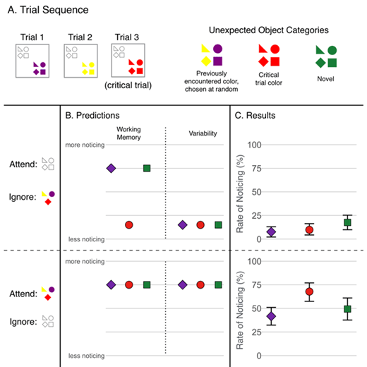 Figure 2. Trial sequence, predictions, and results for Experiment 2. A. A schematic of the objects in each trial. The nonwhite color was consistent within a trial, with only one color appearing alongside white, but this color changed on each trial. Subjects either attended white or attended the color. The unexpected object was a randomly chosen shape and could match a previously encountered color (in this example sequence, this would be purple or yellow), match the color on the critical trial (e.g., red), or be a new color (green). B. If broad filters are only a result of working memory load, then when working memory load is relieved, only a feature-based similarity effect is expected, with all colors standing out except the one currently ignored when ignoring color. If filters are always broad in the presence of variability, all colors should be suppressed when ignoring any color, and all noticed at high rates when attending any color. C. Results. All unexpected objects that matched a previously encountered color are collapsed, represented by the purple circle; those matching the color on the critical trial are collapsed and represented by the red square. Error bars are 95% bootstrapped confidence intervals. All colors (previously encountered, matching the critical trial, and new) were noticed at low rates when ignoring colors, and noticed more frequently when attending colors (although the current match was noticed most often).