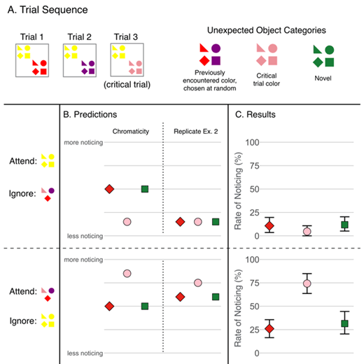 Figure 3. Trial sequence, predictions, and results for Experiment 3. A. A schematic of the objects in each trial. Rather than using white as the constant color, it was replaced with pink. A color was chosen at random to be constant for each subject. The other three colors served as the varying colors from trial to trial. Subjects either attended the constant color (yellow, in this sample sequence) or the varying color (red, purple, and pink). The unexpected object was a randomly chosen shape, and could match a previous color from the changing set (red or purple), match the current varying color (pink), or be a new color (green). B. If we replace white with any unchanging color, then broad variance-based filters should respond the same as in Experiment 2. Otherwise we might expect a pattern where we see strong similarity effects for the current color, and middling noticing for the other colors. C. Unexpected objects in a previously encountered color are collapsed and represented by the red diamond; those representing the color on the critical trial are represented by the pink circle. Error bars represent 95% bootstrapped confidence intervals. The same pattern of results emerges as in Experiment 2. When ignoring the changing color (top), all colors are suppressed, not just the one being actively ignored. When attending the changing color, there were even greater differences between noticing rates for an unexpected object that matched the currently attended color versus other colors than in Experiment 2 (bottom).
