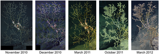 Figure 2. Changes in coral A10 over five visits. / Transitions typical of corals at the site can be seen, such as loss of floc from late 2010 to March 2011, the proliferation of hydroids after March 2011, and movement of the commensal ophiuroid.