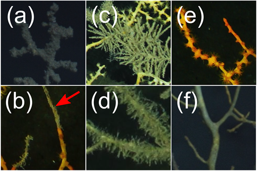 Figure 3. Categorization of obvious visible impact on Paramuricea biscaya. / (a) Obvious visible impact on coral A10 in November 2010; (b) Obvious visible impact on coral D1 in March 2011; (c) Hydroids on coral F5; (d) Hydroids on coral F6 in October 2011; (e) Branches in the no obvious visible impact category on coral D1 in March 2011; (f) Branches in the no obvious visible impact category on coral A10 in November 2010.