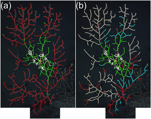 Figure 4. Recoding coral image digitization to track fate of branches. / (a) Digitized image of coral A10 from November 2010 with impact categories in color (red: visible impact; green: no visible impact); (b) Same image recoded based on state of the coral in March 2012, with transitions between categories in color (cyan: visible impact to no visible impact; white: visible impact to colonized by hydroids; pink: no visible impact to colonized by hydroids; red and green means no change from 2010).