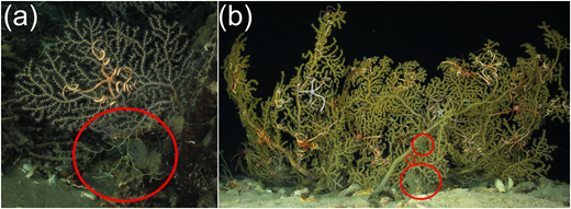 Figure 5. Paramuricea spp. at distant site. / Imaged at Atwater (AT) 357, 187 km from the Macondo Well. (a) Coral M17-9 with unhealthy lower branch; (b) Coral M12-1 with unhealthy portions. Unhealthy portions are circled in red.