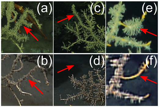 Figure 8. Transitions between October 2011 and March 2012 showing responses to hydroid colonization. / (a) to (b): Transition to visibly impacted on coral F6; (c) to (d): Fragmentation of apical portions on coral F6; (e) to (f): Transition to no visible impact on coral A10.