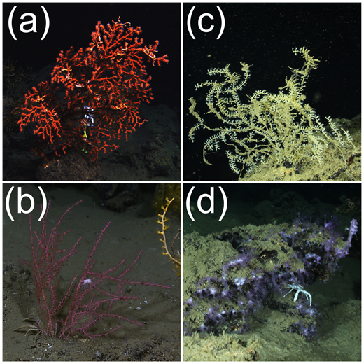 Figure 9. Other coral species at study site. / (a) Paragorgia regalis, coral A9 image from November 2010; (b) Swiftia Pallida, coral B3 image from March 2012 (coral B11 not shown); (c) Acanthogorgia aspera, coral E1 image from October 2011; (d) Clavularia rudis, coral C6 image from October 2011.