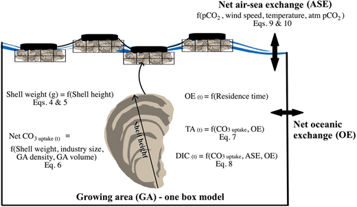 Conceptual diagram of the model. Distributions of shell heights and their growth were converted to net calcification rates and then to net changes in TA and DIC due to net calcification and gross respiration. These changes were scaled to various industry sizes assuming constant shell size distributions. CO2 exchange with the atmosphere was calculated based on computed pCO2 in water and assumed values in air. Water in the growing area was exchanged with the oceanic endmember (OE) at rates parameterized by residence time calculations from our hydrodynamic model. DOI: https://doi.org/10.1525/elementa.2020.00057.f3