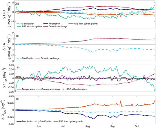 Individual process contributions to changes in DIC, TA, and ΩCA. Daily changes in (a) DIC, (b) TA, and (c, d) ΩCA in the growing area to a water mass assumed to have conditions equal to the incoming ocean end member, broken out as contributions from calcification, respiration, ambient air-sea exchange, air-sea exchange due to oyster growth, oceanic exchange, and temperature change. Panel (c) shows changes in ΩCA from physical processes and panel (d) shows changes in ΩCA from biologically driven processes. Calculations are for conditions of 13-day residence time and 16 million oysters. DOI: https://doi.org/10.1525/elementa.2020.00057.f6