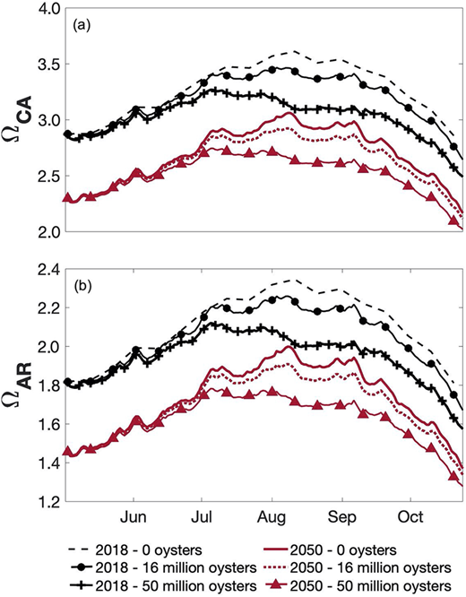 Impact of oyster growth on Ω under 2018 and 2050 carbonate chemistry conditions. (a) ΩCA and (b) ΩAR were calculated with a 13-day residence time, with 0,16, and 50 million oysters, and with both 2018 climate conditions (black) and forecast 2050 climate conditions (red) (increased water temperature, DIC, and atmospheric pCO2). DOI: https://doi.org/10.1525/elementa.2020.00057.f7