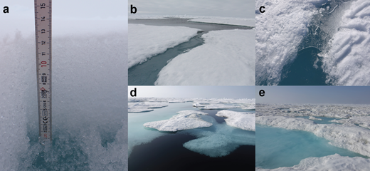 Observed surface features along the transect route. (a) A subnivean pond, a term for the pooled meltwater underneath a snowpack that later becomes a melt pond. (b) Active lateral drainage from a melt pond on first-year ice into a lead on July 5, 2020. The drainage channel in the foreground was about 0.5 m wide. (c) An ice lid approximately 3-mm thick on a pond connected to a lateral drainage channel on June 30, 2020. The lateral drainage channel was about 0.15 m wide. (d) Small portions of the survey route on July 25, 2020 were no longer passable due to ponded ice melting completely, becoming open water. Such open water occurred mostly on level first-year ice. (e) Advanced stages of ponding on hummocky second-year ice on July 26, 2020. DOI: https://doi.org/10.1525/elementa.2021.000072.f1