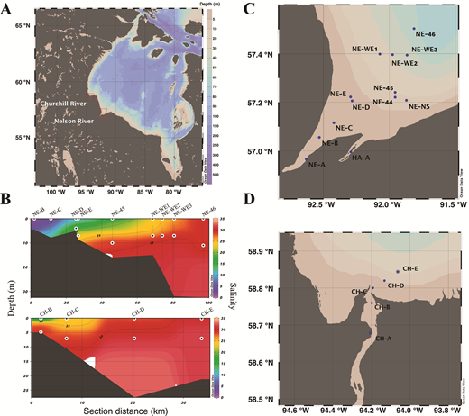 Study area map and sampling locations in Hudson Bay with salinity gradients along 2 transects. (A) Hudson Bay with the Churchill and Nelson river outflow systems indicated by red boxes. (B) Vertical salinity profiles from CTD data interpolated along 2 river-to-sea transects: from the Nelson River (NE stations, upper panel) and Churchill River (CH stations, lower panel), generated using Ocean Data View Software (v.5.2.1). Black dots with white borders indicate positions of water samples collected for microbial analyses. Station locations and designations indicated along the (C) Nelson and (D) Churchill transects. CTD = conductivity, temperature, and depth. DOI: https://doi.org/10.1525/elementa.2021.00009.f1