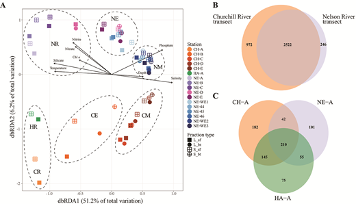 Sorting and dissimilarities of bacterial communities and OTUs between transects and habitats. (A) A distance-based redundancy analysis (dbRDA) on the Bray-Curtis indices of rDNA from the Churchill and Nelson transects. The first axis was associated primarily with salinity, while the second axis associated with nutrients, influencing the separation of the 2 river-to-sea systems. Dashed circles demarcate habitat groups determined by the hierarchical cluster analysis: Hayes River (HR), Churchill Riverine (CR), Churchill estuarine (CE), Churchill marine (CM), Nelson Riverine (NR), Nelson estuarine (NE), and Nelson marine (NM). (B) Venn diagrams showing shared and exclusive OTUs between the Churchill and Nelson transects (excluding HA-A). (C) Venn diagram of the OTUs from the 3 most upstream river samples, Churchill (CH-A), Nelson (NE-A), and Hayes (HA-A) rivers. The rare OTUs (<4 occurrences) were not included in the Venn diagrams. DOI: https://doi.org/10.1525/elementa.2021.00009.f3