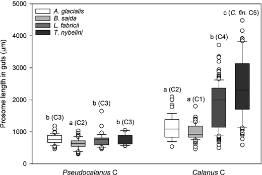 Prosome lengths of copepodites ingested by age-0 fish in the Greenland Sea in August–September 2017. Boxplot showing median prosome lengths of Pseudocalanus spp. and Calanus spp. copepodites ingested by age-0 Arctogadus glacialis, Boreogadus saida, Liparis fabricii and Triglops nybelini. Lowercase letters indicate significantly different values within a taxon, as determined by multiple comparisons tests. Copepodite stage/species with median length in the study area that best corresponded with the median length of ingested Pseudocalanus spp. and Calanus spp. copepodites indicated in parentheses. C: copepodites. C. fin.: Calanus finmarchicus. DOI: https://doi.org/10.1525/elementa.2021.00038.f7