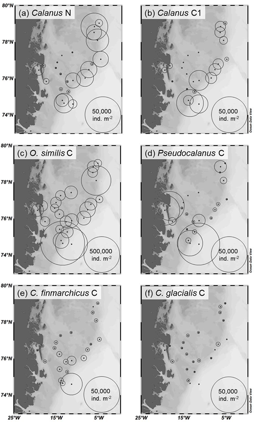 Distribution maps of key zooplankton taxa in the Greenland Sea in August-September 2017. Densities of (a) Calanus spp. nauplii (N), (b) Calanus spp. C1, (c) Oithona similis copepodites (C), (d) Pseudocalanus spp. copepodites, (e) Calanus finmarchicus copepodites, and (f) Calanus glacialis copepodites. Sampling stations indicated by dots. Note the different scale for panel (c). DOI: https://doi.org/10.1525/elementa.2021.00038.f8