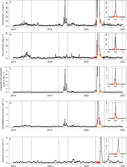 Three-year time series of pigments and phytoplankton including the red tide in 2020. Concentrations/abundances of (A) chlorophyll a, (B) phaeophytin, (C) Lingulodinium polyedra, (D) dinoflagellates, and (E) diatoms before, during, and after the 2020 bioluminescent red-tide collected from the Ellen Browning Scripps Pier in San Diego, CA (32.8663° N, 117.2546° W). Points represent sample days, with the bloom period denoted in red (from the beginning of April through May 18, 2020—based on when the abundance of L. polyedra was elevated and water was visibly red), and the post-bloom period denoted in orange (from May 19 through June 4, 2020—based on when water no longer had red pigmentation but remained difficult to filter and possessed a unique microbial community). Vertical lines indicate April 1 and June 3; insets expand the scales for this period.