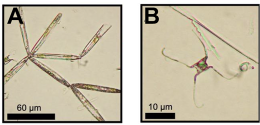 Light microscopic images of the targeted FTIR diatom taxa. Example images of the targeted diatom taxa: (A) an arborescent colony of Nitzschia frigida and (B) a single cell of Attheya spp.