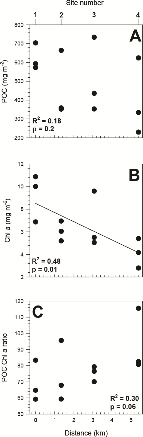 Biomass of the bulk ice algal community in bottommost sea ice along the horizontal transect. Concentrations of (A) particulate organic carbon (POC) and (B) chlorophyll a (Chl a; y = 8.52 − 0.81x) as proxies for the bulk ice algal community, and ratios of (C) POC:Chl a observed in the 0–2 cm sea-ice section across the 4 sample sites. The solid line represents a significant linear trend.