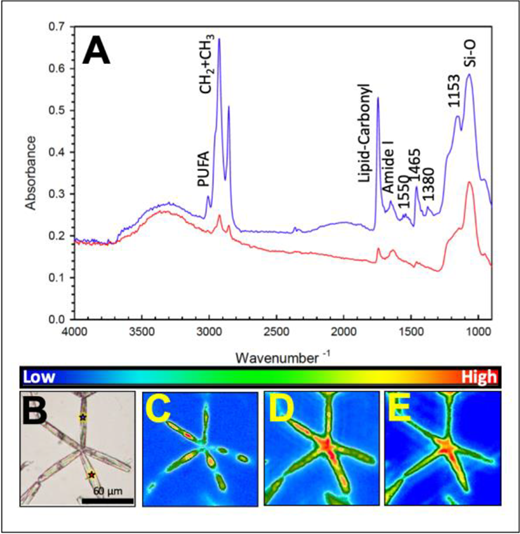 FTIR spectra of Nitzschia frigida with false colour images depicting biochemical content. (A) FTIR spectra of a N. frigida cell corresponding to red (outside chloroplast) and blue (inside chloroplast) lines, with (B) a light microscopic image of a representative N. frigida colony (red and blue stars denote locations of spectra plotted in A) and corresponding false-colour images processed to illustrate integrated band areas for (C) saturated CH2+CH3 (lipid), (D) Amide I (protein), and (E) Si-O (silica) across the data array.