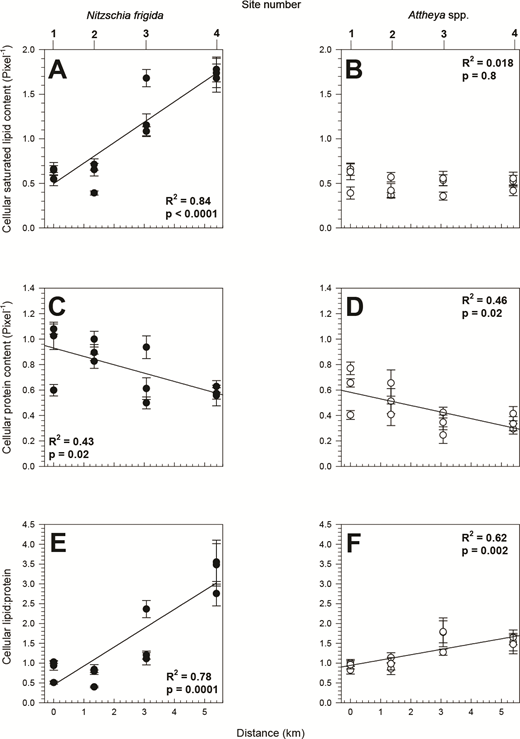 Diatom biomolecular composition from FTIR in bottommost sea ice along the horizontal transect. Sample-averaged FTIR-estimated cellular biomolecular compositions (± standard error bars) of (A, C, and E) Nitzschia frigida (black symbols) and (B, D, and F) Attheya spp. (white symbols) in the 0–2 cm sea-ice layer across the 4 sample sites: (A, B) saturated lipid (y = 0.50 + 0.23x); (C, D) protein (y = 0.95 − 0.07x and y = 0.58 − 0.05x), and (E, F) saturated lipid:protein ratio (y = 0.45 + 0.48x and y = 0.94 + 0.13x). All values are per pixel. Solid lines represent significant linear trends.