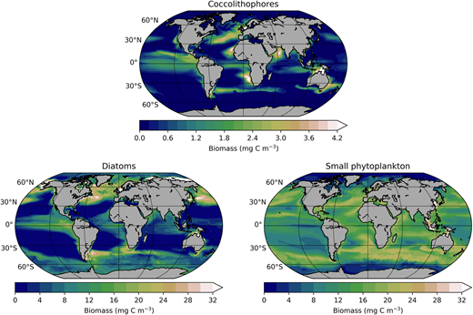 Mean phytoplankton biomass concentrations over the upper ocean (150 m) in the PRESENT model simulation. The PRESENT simulation does not include CO2 dependencies of phytoplankton growth rates and coccolithophore calcification. Note the different colorscales of coccolithophores compared to diatoms and small phytoplankton.