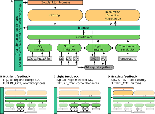 Cascading effects of environmental drivers and loss rates that affect the biomass of a single phytoplankton group in our model. (A) Overview of the processes affecting phytoplankton productivity and biomass. Besides direct impacts, modifications in CO2 limitations can induce biomass changes through multiple feedback loops, i.e. via changes in nutrient and light limitation and in grazing. The temperature sensitivity remains unchanged at varying CO2 levels. (B–D) Examples for nonlinear cascading CO2 effects: (B and C) pathways of changes in nutrient and light limitations, respectively, for example, for future coccolithophores in all regions except from the Southern Ocean (SO); and (D) top-down effect by changes in the grazing pressure, for example, on future diatoms on the SP-SS + Ice (south) region.
