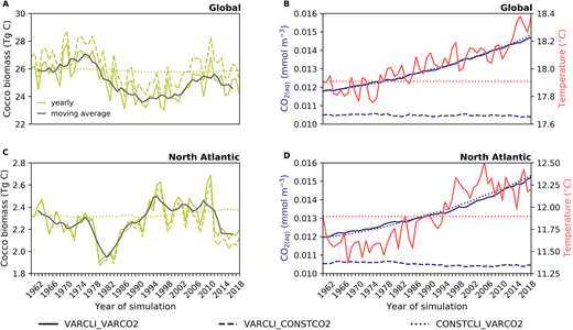 Time series of drift-corrected coccolithophore biomass, surface CO2(aq) concentration, and surface temperature. Values are displayed (A and B) globally and (C and D) in the North Atlantic for the VARCLI_VARCO2 (solid line), VARCLI_CONSTCO2 (dashed line), and CONSTCLI_VARCO2 (dotted line) simulations (Table 3). Grey line (A and C) indicates the 5-year moving average of coccolithophore biomass in the VARCLI_VARCO2 simulation. Differences in CO2(aq) (B and D) are caused mostly by different prescribed levels of atmospheric CO2, and the effects of varying climate on CO2(aq) are small (compare solid and dotted lines). Temperatures in the VARCLI_CONSTCO2 and the VARCLI_VARCO2 simulation are equal and therefore not distinguishable in panels B and D. Biomass concentrations were integrated over the entire water column. The first three years (1958–1960) were omitted in all simulations. For drift correction, the deviation between the control (CTRL) time-series and its initial value in 1961 was subtracted from the other simulations.