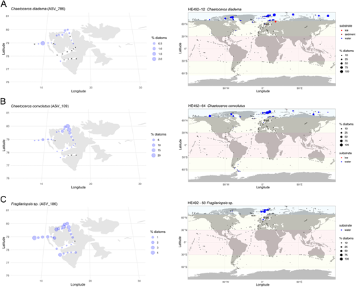 Examples of genotypes with Arctic biogeographic distribution. Maps showing examples of Arctic biogeographic distribution based on the metaPR2 database (right) along with distribution of example genotypes in the local metabarcoding dataset (left): (A) Chaetoceros diadema (ASV_786); (B) Chaetoceros convolutus (ASV_109); and (C) Fragilariopsis sp. (ASV_186). Symbol size is related to the relative abundance of genotype in respect to total diatom reads within each sample of the compiled metabarcoding dataset. Cross symbol (+) indicates samples in which the genotypes were not found.