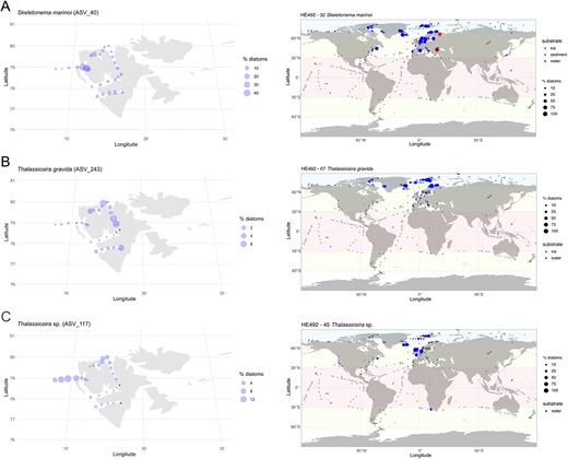 Examples of genotypes with Arctic-temperate biogeographic distribution. Maps showing examples of Arctic-temperate biogeographic distribution based on the metaPR2 database (right) along with distribution of example genotypes in the local metabarcoding dataset (left): (A) Skeletonema marinoi (ASV_40); (B) Thalassiosira gravida (ASV_243); and (C) Thalassiosira sp. (ASV_117). Symbol size is related to the relative abundance of genotype in respect to total diatom reads within each sample of the compiled metabarcoding dataset. Cross symbol (+) indicates samples in which the genotypes were not found.