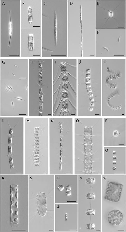 Light microscopy images of cultured genotypes. Scale bar = 10 µm in all images. (A) Cylindrotheca closterium (HE492-63); (B) Fragilariopsis sp. (HE492-50); (C) Pseudo-nitzschia granii (HE492-40); (D) Pseudo-nitzschia turgidula (HE492-37); (E) Attheya longicornis (HE492-59); (F) Arcocellulus cornucervis (HE492-43); (G) undetermined Cymatosiraceae (HE492-46); (H) Chaetoceros contortus (HE492-06); (I) Chaetoceros convolutus (HE492-64); (J) Chaetoceros debilis Clade 1 (HE492-61); (K) Chaetoceros debilis Clade 2 (HE492-28); (L) Chaetoceros diadema Clade 1 (HE492-13); (M) Chaetoceros diadema Clade 2 (HE492-17); (N) Chaetoceros sp. (HE492-05); (O) Chaetoceros sp. (HE492-36); (P) Chaetoceros neogracilis (HE492-73); (Q) Skeletonema marinoi (HE492-42); (R) Leptocylindrus sp. (HE492-14); (S) Corethron sp. (HE492-01); (T) Thalassiosira oceanica (HE492-54); (U) Thalassiosira sp. (HE492-45); (V) Thalassiosira gravida (HE492-07); and (W) Shionodiscus bioculatus (HE492-23).