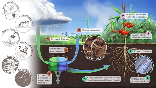 Conceptual framework for outcomes of soil health management for water resources. Hydrologic processes (orange circles) and plant–soil–microbe interactions below (green circles) and aboveground (pink circles) affecting blue and green water use in irrigated systems. Soil health management practices are represented in circles on the left side. Blue arrows indicate blue water flows, and green arrows indicate green water flows. Arrows with both colors represent mixed blue and green water components. Arrow size does not represent the flow magnitude. Original artwork by Elena Harley (www.elabarts.com).