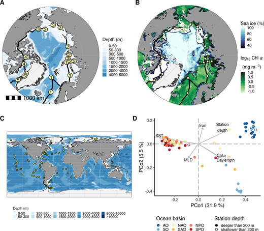 A global perspective of the pan-Arctic community of unicellular eukaryotic plankton. (A) North Pole-centered bathymetric map of sampling stations (yellow circles) during the Tara Oceans Polar Circle expedition. Numbers indicate station groupings based on the Arctic Marine Biodiversity Monitoring Plan (Gill et al., 2011; CAFF, 2017): (1) Atlantic inflow shelf, (2) Siberian shelf (inner), (3) Pacific inflow shelf, (4) Canadian Archipelago and West Baffin, and (5) East Baffin. (B) Dynamic map of contextual information on sea ice concentration (%) and chlorophyll a (mg m−3) during the sampling period (derived from a 250-km latitudinal band following the timing and location of the cruise track). Black line represents the ship track; yellow circles, station locations. Satellite-derived datasets of chlorophyll and sea ice were obtained, respectively, from the European Space Agency GlobColour project (http://www.globcolour.info) and the National Snow and Ice Data Center (https://nsidc.org). For the Kara Sea and the Chukchi/Beaufort region, the actual ice-edge zone was south of that obtained via satellite. (C) Stations from the global Tara Oceans dataset (2009–2013) mapped on the world ocean bathymetry. (D) Principal coordinates analysis based on Bray-Curtis community dissimilarities for unicellular eukaryotes from the surface ocean, with proportion of variance on each axis (%). Each circle represents a community at a given sampling station (panels A and C), with colors indicating respective oceanic basins: North and South Atlantic Ocean (NAO and SAO), North and South Pacific Ocean (NPO and SPO), and Southern Ocean (SO). Filled versus open circles distinguish stations with depths below 200 m (filled) from stations shallower than 200 m (open). Six oceanographic variables were overlaid on the ordination through “envfit” function: sea surface temperature (SST), mixed layer depth (MLD), chlorophyll a (Chl a), station depth, daylength, and simulated iron concentration (statistics in Table S3). Arrows point toward the ordination space with maximal correlation; their length refers to relative strength of the correlation.