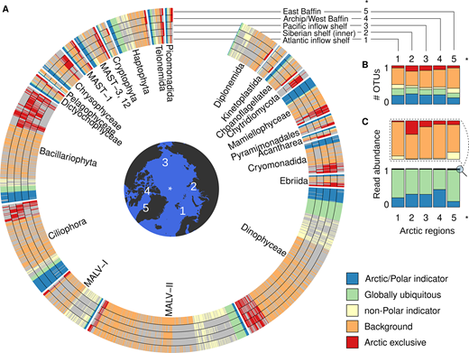 OTU occurrence pattern across Arctic regions. (A) Each circle band represents one of the 5 Arctic regions (see Methods). OTUs are split by lineage and colored according to their biogeographic category defined in the context of the global sampling. Gray color means absence. Only a selection of prominent lineages containing Arctic/Polar indicators are shown (see full panel at https://doi.org/10.6084/m9.figshare.14562606). (B) A summary of panel A depicting the contribution of each biogeographic category to the total number of OTUs detected in each Arctic region and (C) the relative read abundance per biogeographic category in each Arctic region (denoted by number code as in Figure 1). Panels B and C correspond to the complete dataset as compared to panel A. Because the relative abundance of non-Polar indicators, background and Arctic-exclusive OTUs are low, we have provided an insert that only includes these categories to better visualize their abundance patterns across the different regions of the AO.